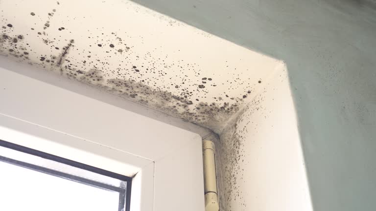 Best Mold Prevention Services  in Warren, MI